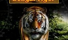 Untamed Bengal Tiger