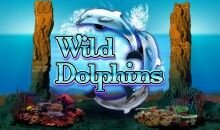 Wild Dolphins